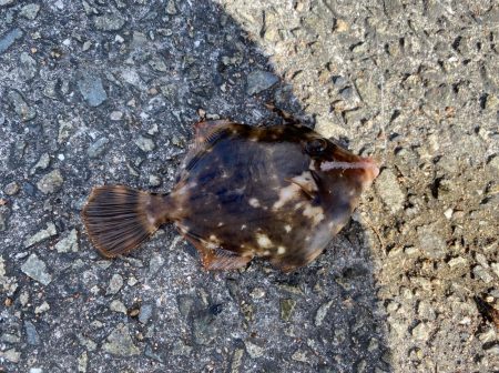 カワハギシーズンイン！！